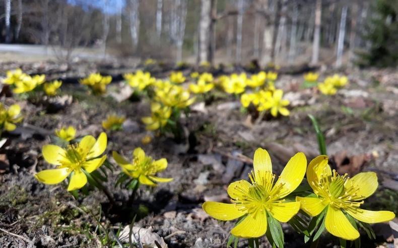 Keltaisena kukkivia talventähtiä Karmelinpuistossa.