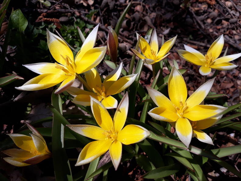 Keväällä kukkivia keltaisia parvitulppaaneja.