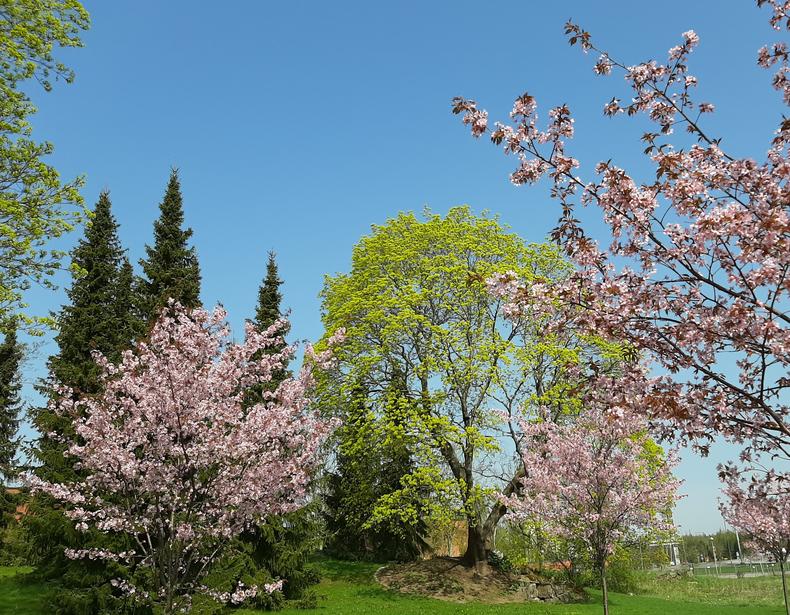 Vaaleanpunakukkaisia kirsikoita ja vaaleanvihreä vaahtera keväällä.