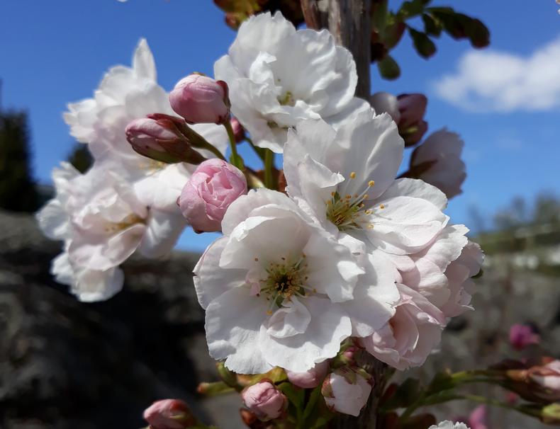 Amanogawan valkoisia kukkia ja vaaleanpunaisia nuppuja.