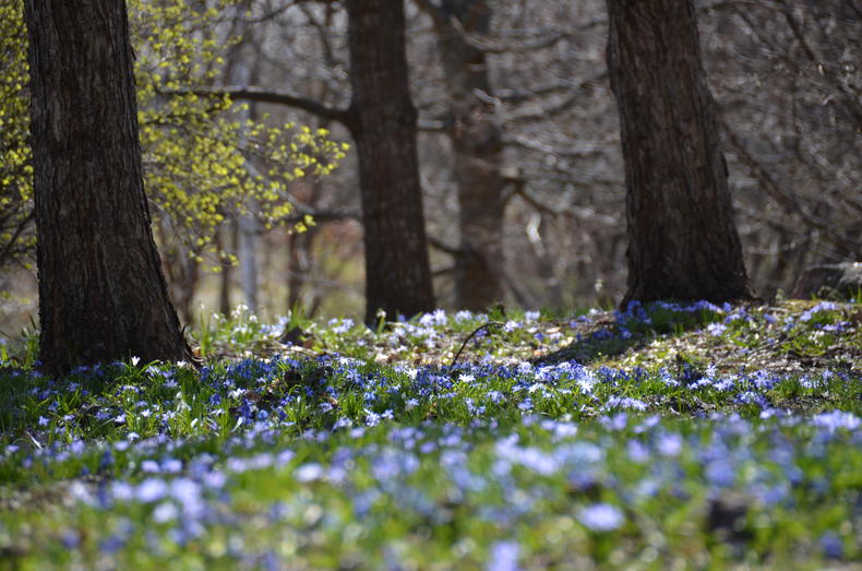 Sinisiä sipulikukkia Karmelinpuistossa puiden alla.