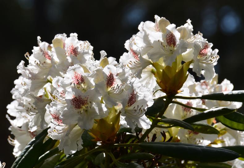 P.M.A. Tigerstedt kukkii valkoisin kukin joissa on punertavia pilkkuja.