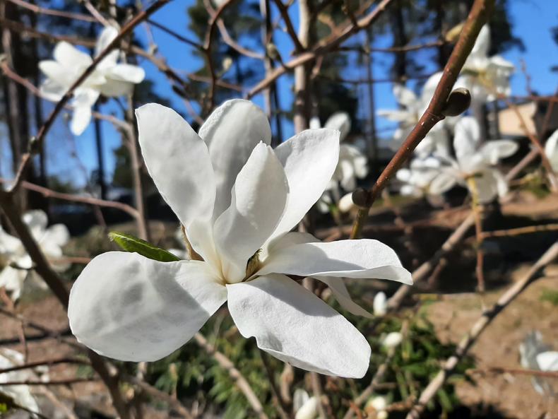 Valkokukkainen magnolia Alppiruusupuistossa.