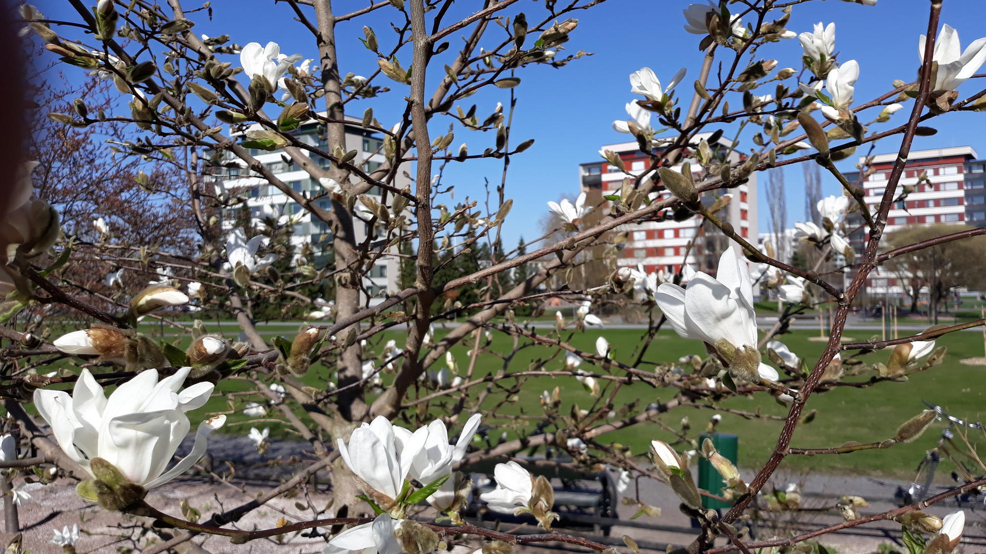 Japaninmagnolia kukkii runsaasti valkoisin kukin.