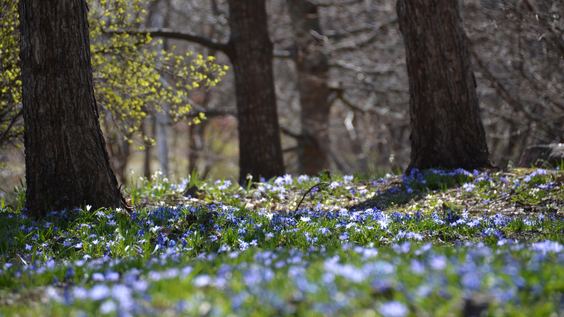 Puiden alla kukkivat siniset scillat.