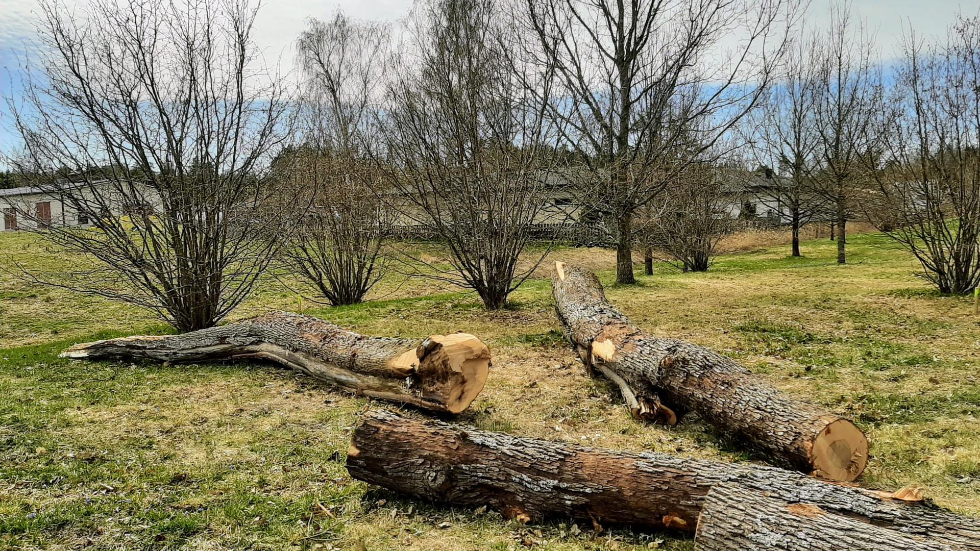 Lahopuita makaa Karmelinpuistossa.