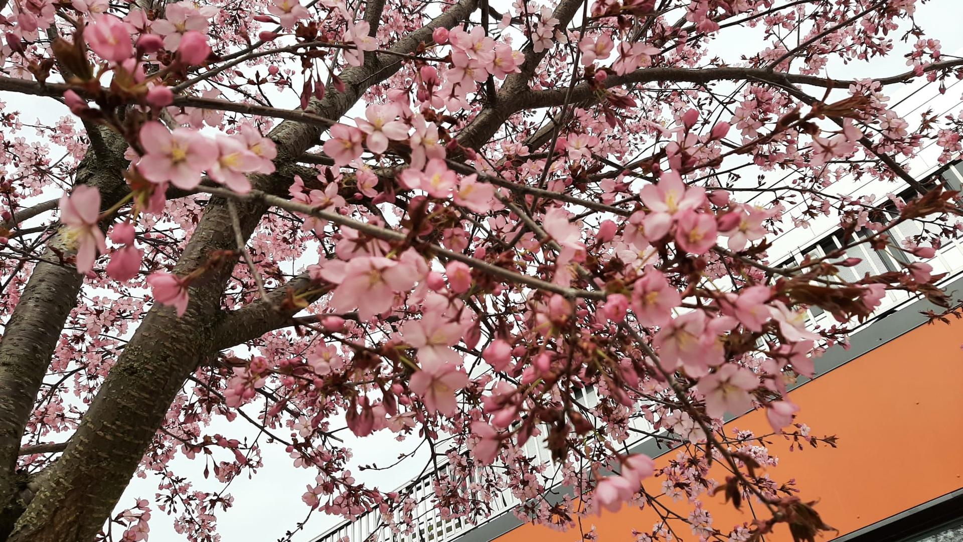 Kirsikkapuu Raision torilla.