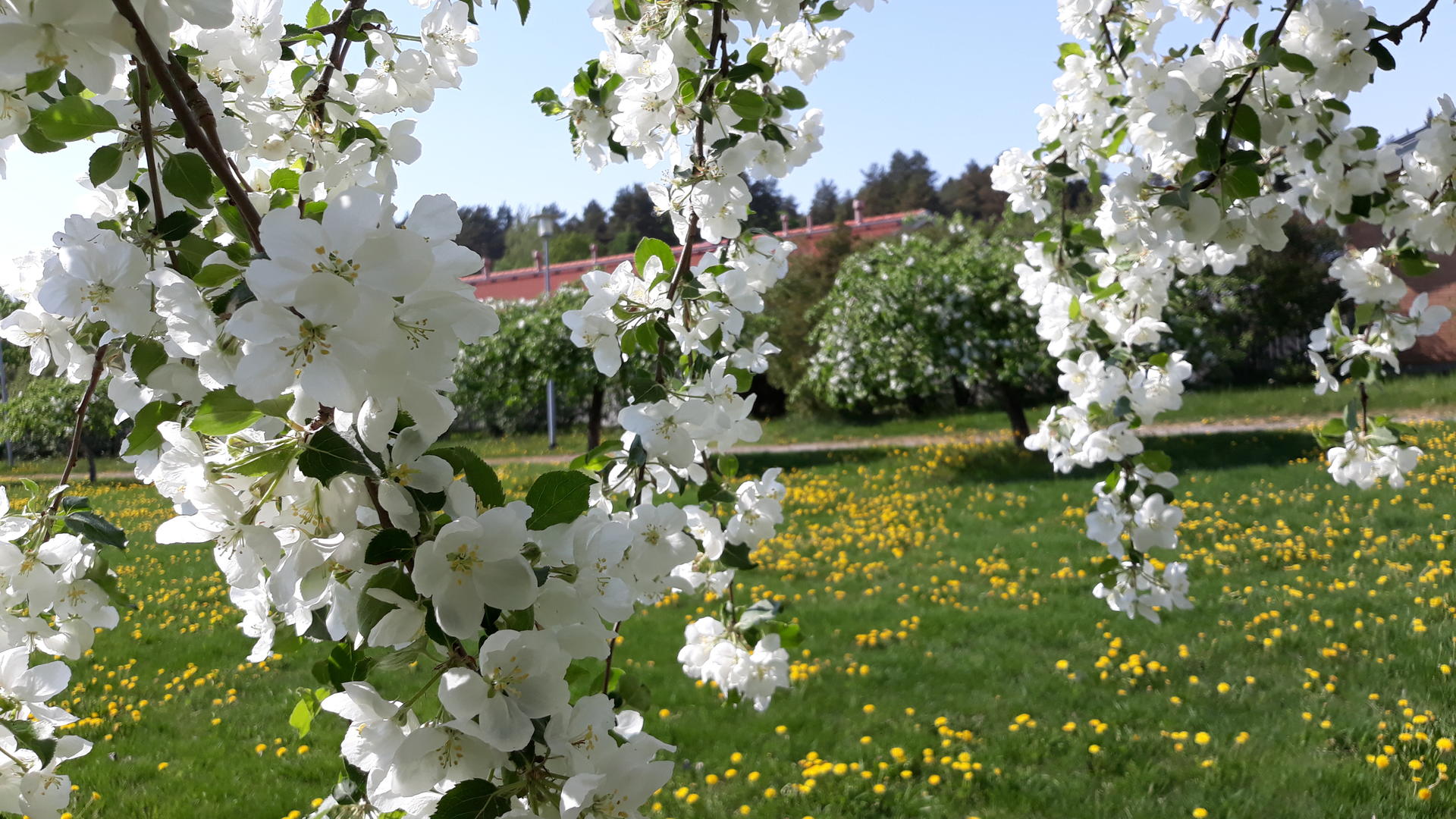 Rautatieomenapuiden valkoisena kukkivia oksia.
