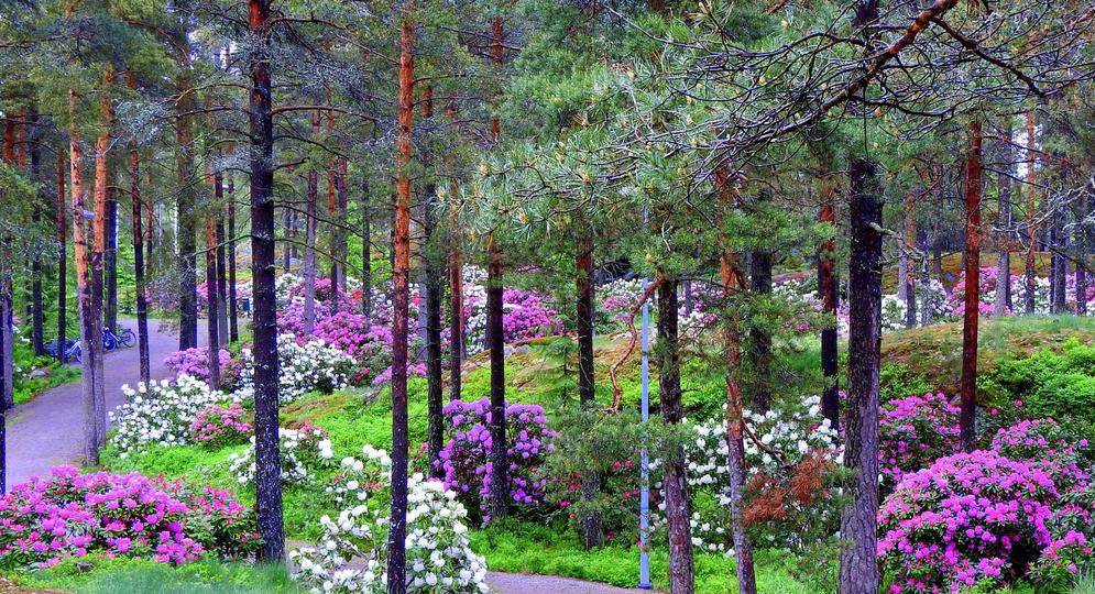 Raision alppiruusupuistossa kukkii.