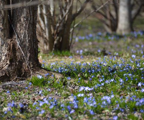 Sinisiä kukkia Karmelinpuistossa