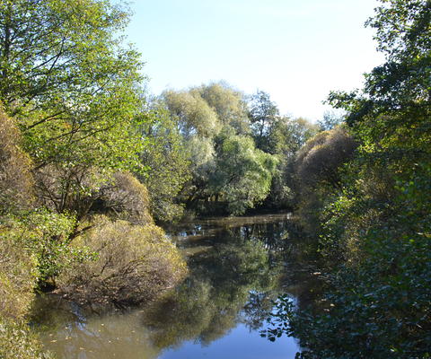 Raisionjoen varrella on reheväkasvuisia  tervaleppiä ja pajuja.