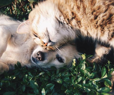 Koira ja kissa köllivät nurmikolla yhdessä.