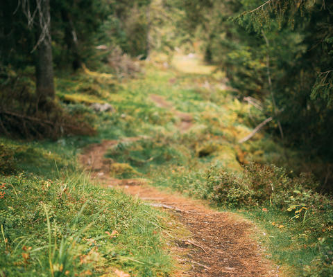 Polku kiemurtelee vihreässä metsässä.